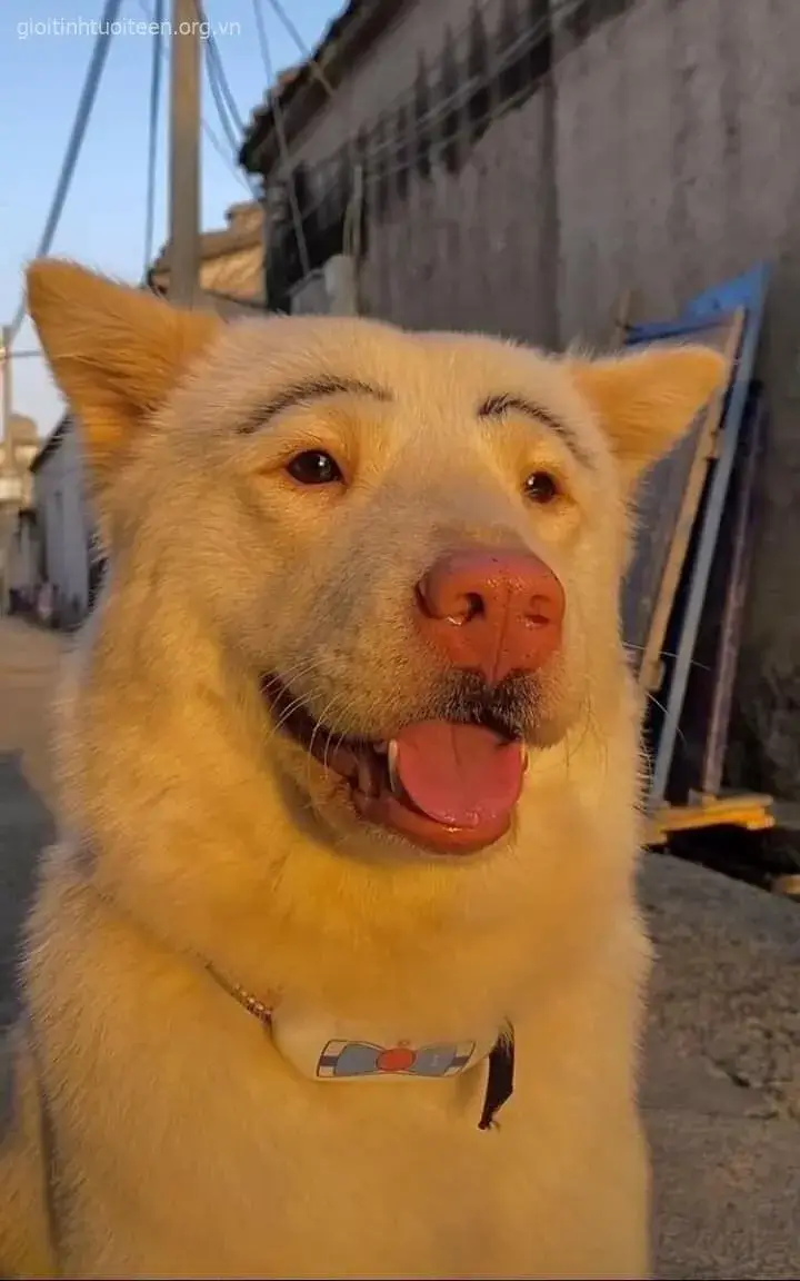 Meme chó bá đạo, ánh mắt tinh nghịch siêu duyên.