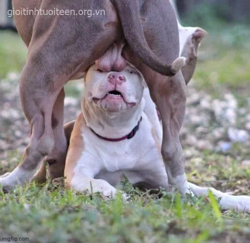 Khi những chú chó trở thành “ngôi sao meme” cực viral mạng Việt