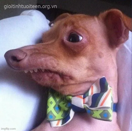 Hình troll chó cosplay mèo ngộ nghĩnh khó đỡ