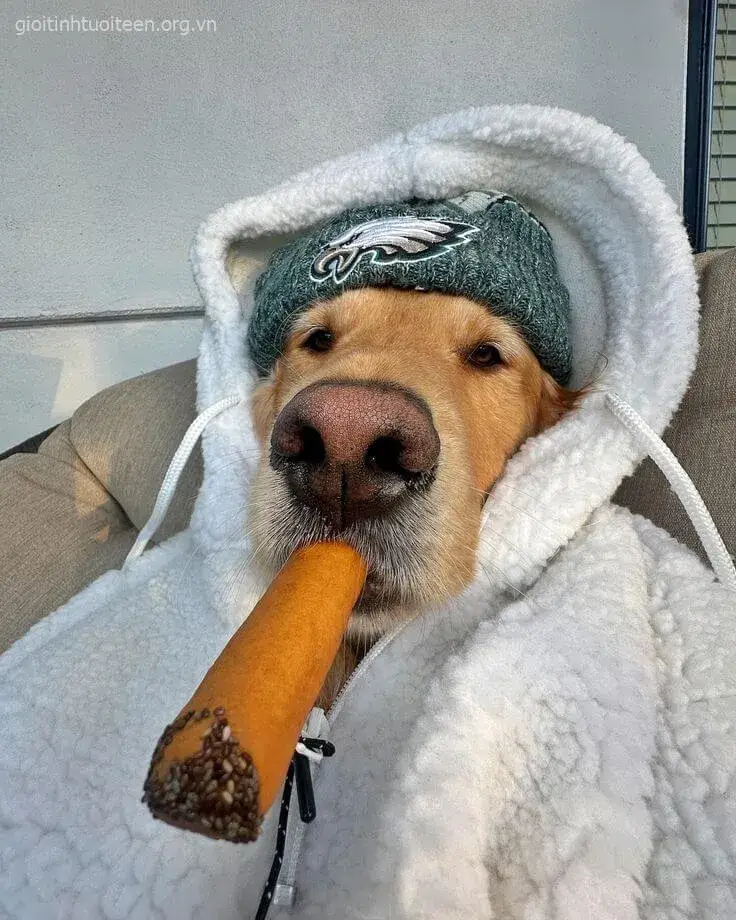 Meme chó quậy phá, khuôn mặt tinh nghịch khiến ai cười.