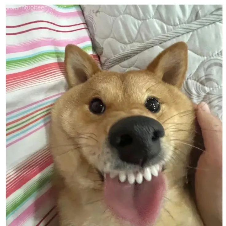 Chú chó troll bá đạo, gương mặt ngáo khó nhịn.