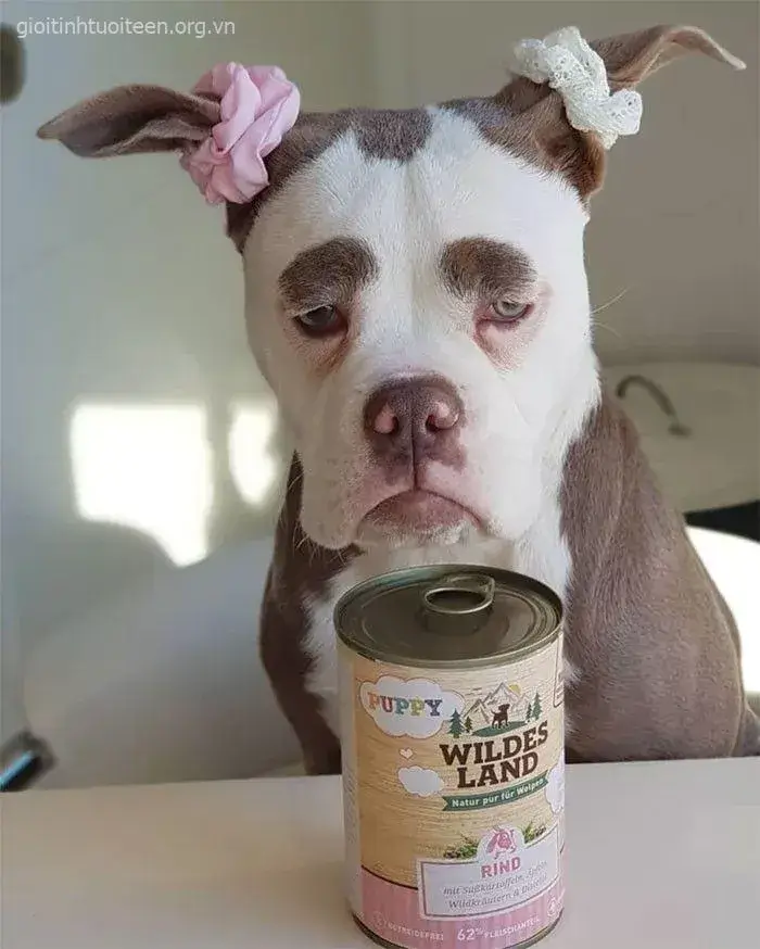 Hình chó troll bá đạo, nụ cười ngáo cực lầy.