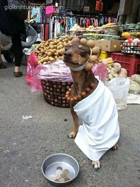 Ảnh chó ngáo ngơ, biểu cảm lầy lội cực duyên.