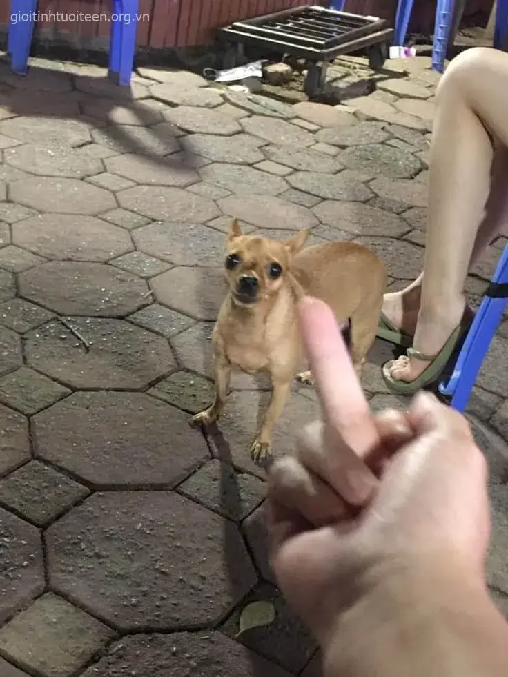 Chó troll bá đạo, nụ cười khùng khùng khó nhịn.