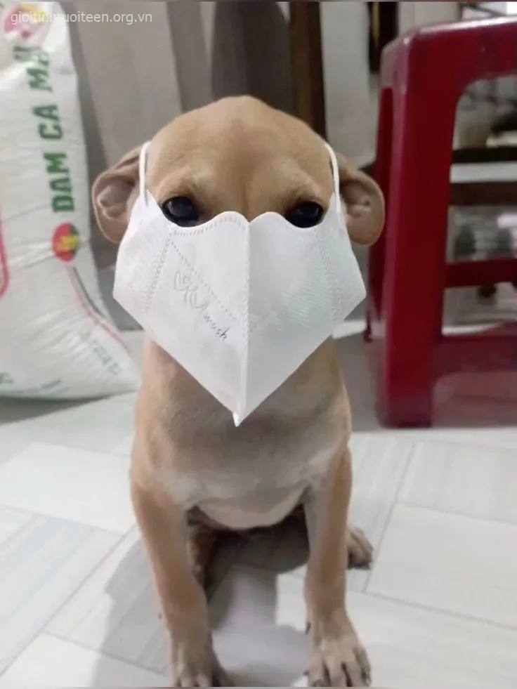 Meme vui chó đáng yêu lưỡi thè cực cute luôn