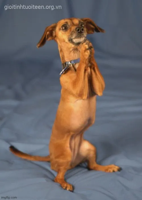 Ảnh vui chó ngáp ngủ nhìn như đang thiền chill