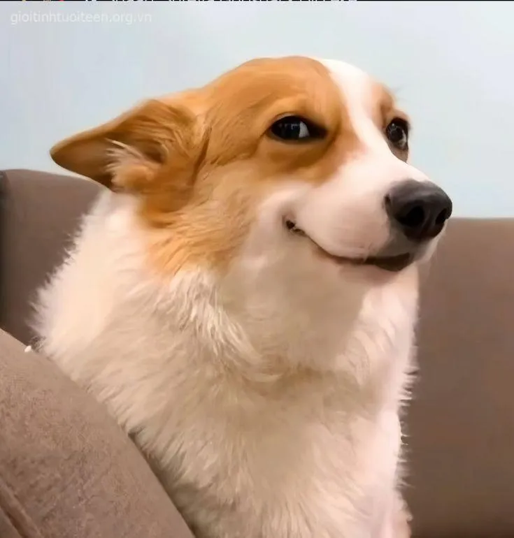 Hình chế boss troll nhẹ nhưng khiến cả mạng cười bò