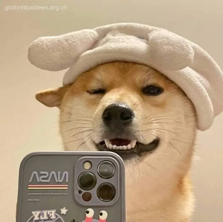 Hình chế chó Husky biểu cảm quá khích khiến mạng cười lăn