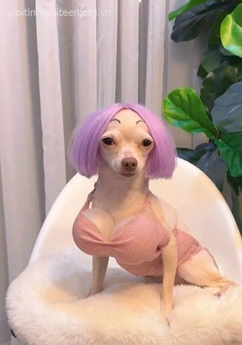 Loạt ảnh meme chó troll lầy cực mạnh, xem xong chỉ biết cười