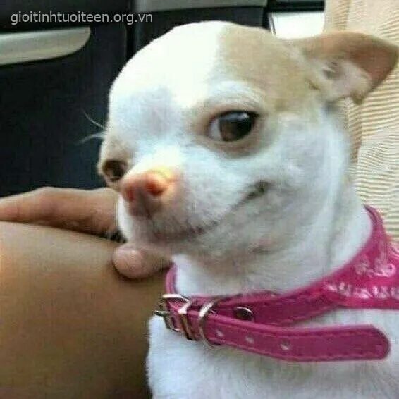 Ảnh vui nhây bựa lan truyền nhanh khắp TikTok