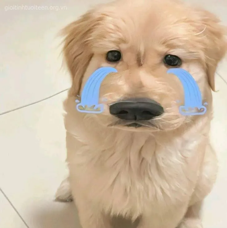 Ảnh vui chó nhìn chủ với ánh mắt “tự hỏi đời”