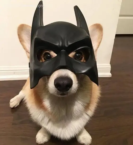 Hình troll chó Husky biểu cảm cực lém khiến ai cũng thích