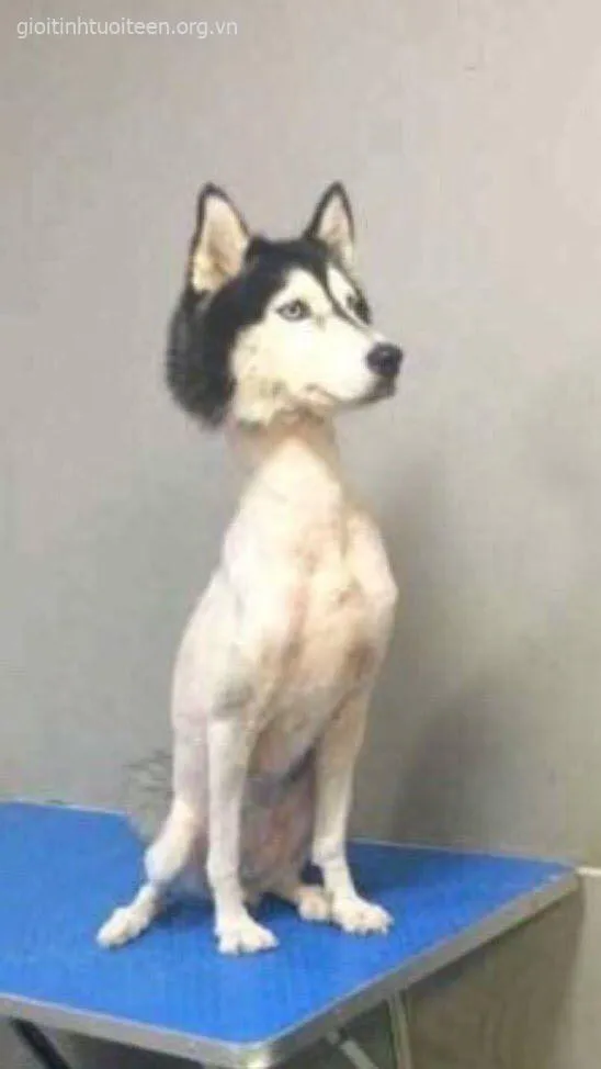 Hình chế chó troll ánh nhìn ngây thơ mà bá đạo