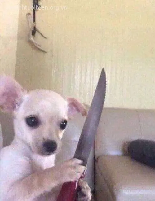 Meme hài chó Golden mồm há cười troll bạn thân