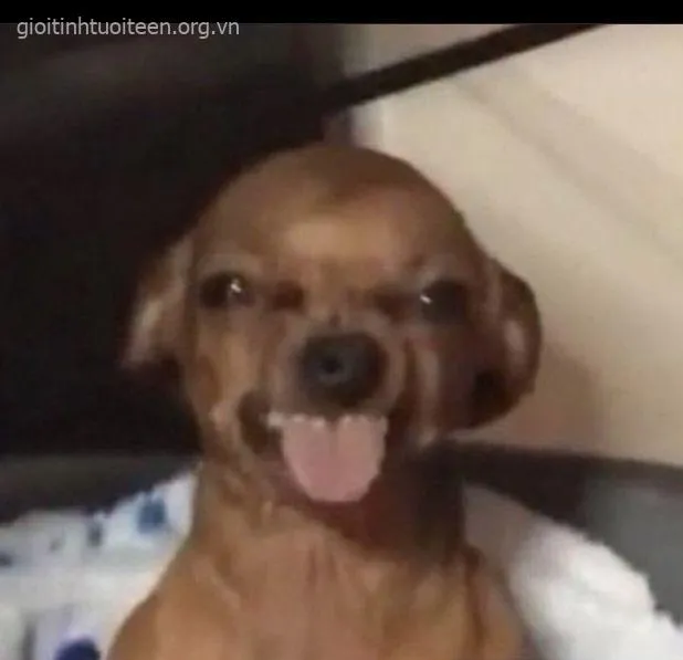 Ảnh meme vui chó nằm phè giữa phòng với caption bá đạo