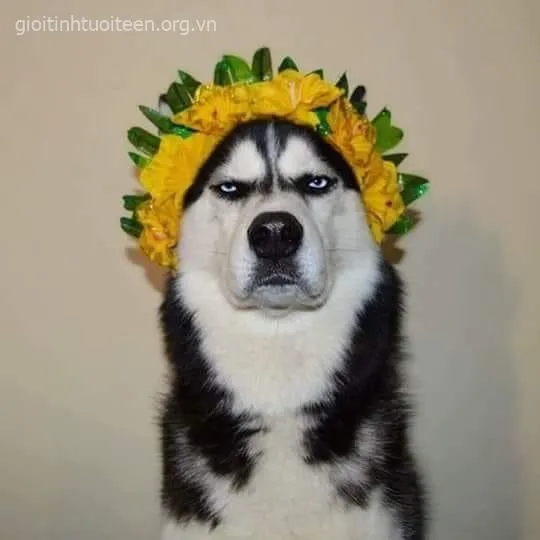 Từ bựa răng đến bựa trend: hành trình ngôn ngữ mạng