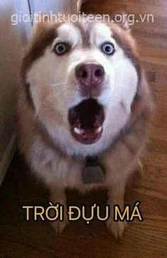 Hình chế boss nhìn camera đơ mặt siêu hài