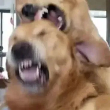 Hình chó táp mạnh, biểu cảm giận dữ khó đỡ