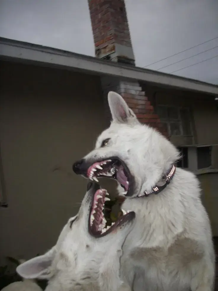 Meme chó sủa ầm ĩ, ánh mắt giận dữ khó tả