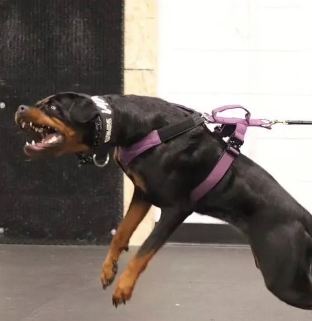 Hình chó táp mạnh, thần thái dữ dằn không kiềm chế