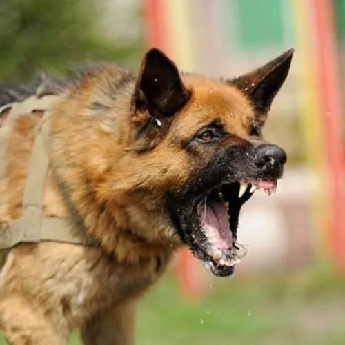 Meme chó gầm gừ, tiếng sủa như muốn dọa thiên hạ