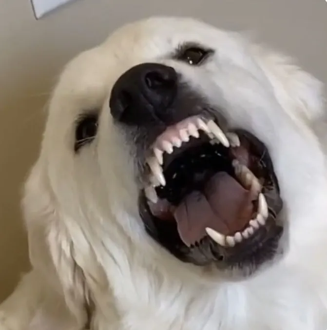 50 ảnh Meme Chó Cắn pha kết hợp hoàn hảo giữa gầm gừ hung dữ và tấu hài