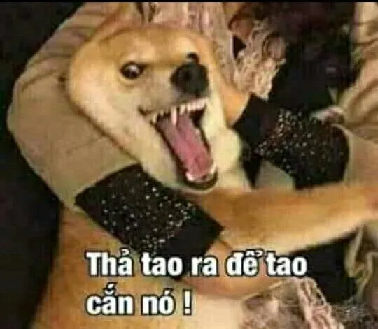 Meme chó đớp bất ngờ, ánh mắt ngầu nhưng lố bịch