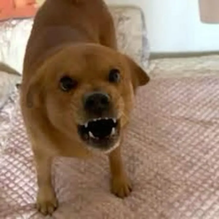 Chó nhe nanh, dáng vẻ hung hãn nhưng cực hài hước