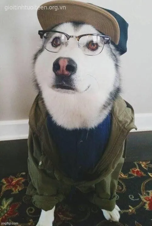 Hình chế chó Husky mặt lạnh mà caption cực kỳ bựa