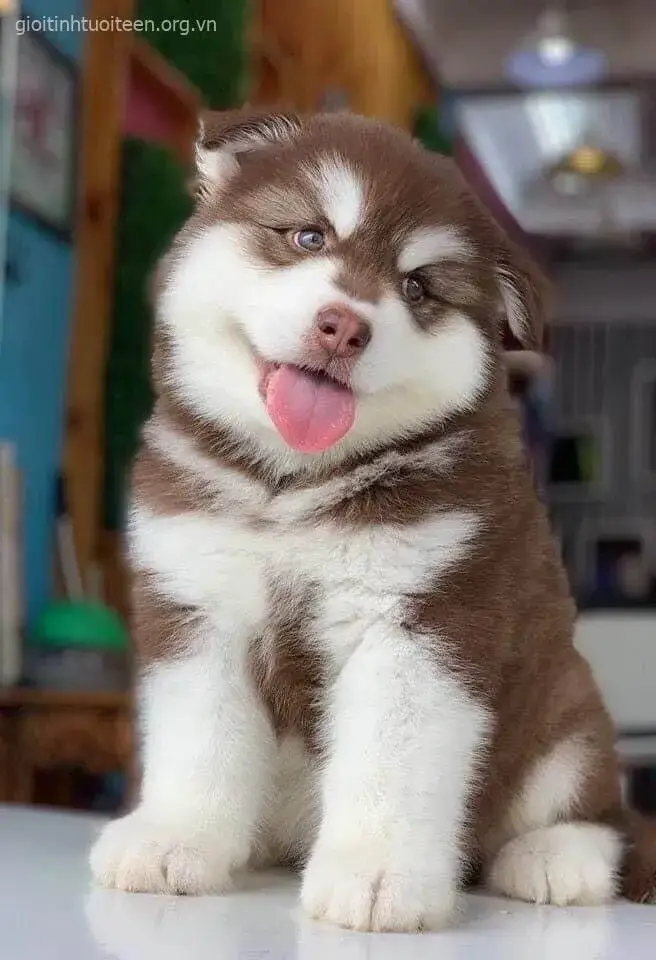 Hình chế chó Husky trong trend TikTok khiến dân mạng mê