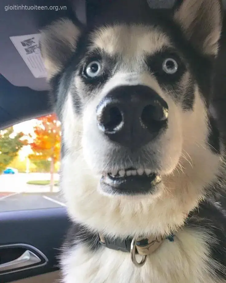 Meme hài chó Husky phản ứng lố trong tình huống dở khóc