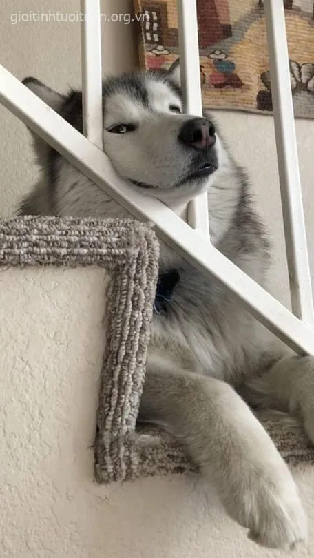 Ảnh meme boss chó biểu cảm cực lầy, caption hợp mood