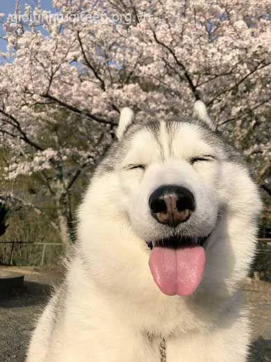 Hình chế chó Husky mếu kiểu “tôi ổn” khiến ai cũng xỉu