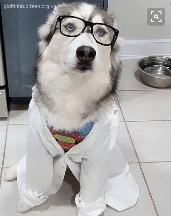 Meme hài chó Husky ánh mắt sâu thẳm như hiểu lòng người