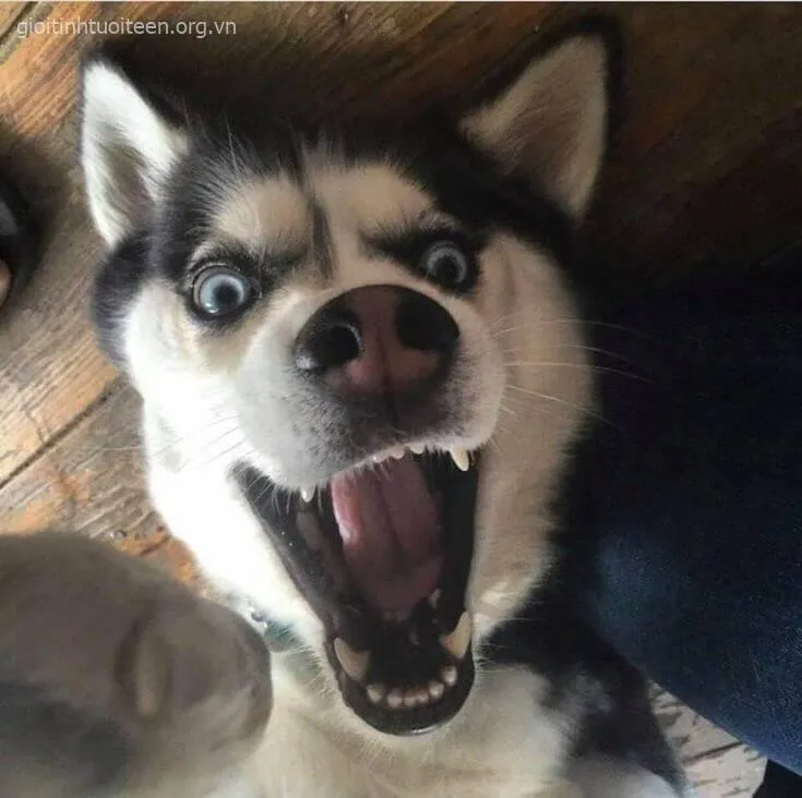 Ảnh chế boss ngáo phản ứng bất ngờ khi sen gọi tên