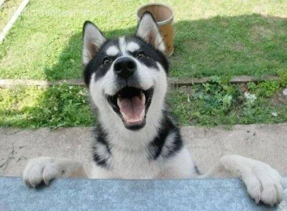 Meme hài chó Husky zoom cận mặt khiến fan thú cưng phát sốt