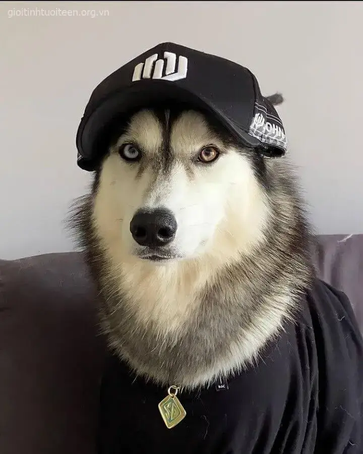 Hình troll chó Husky dáng nằm lười biếng mà đáng yêu lạ