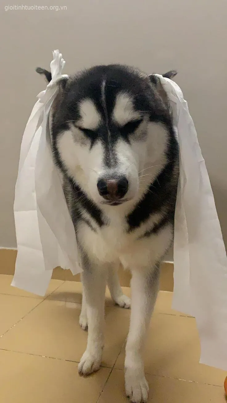 Ảnh vui boss chó troll lại sen cực thông minh và lầy