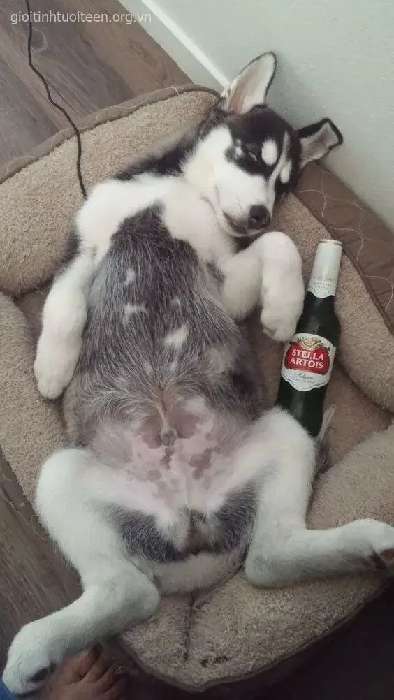 Ảnh meme chó mặt troll lạnh mà caption cực cảm xúc