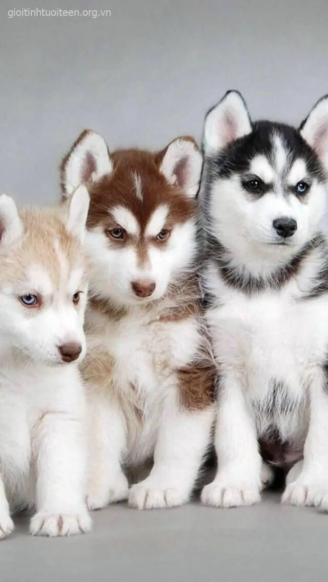 Meme chế chó Husky troll sen khi bị mắng ăn vụng