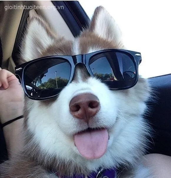 Ảnh vui chó tuyết thè lưỡi cười tươi nhìn sen cực đáng yêu