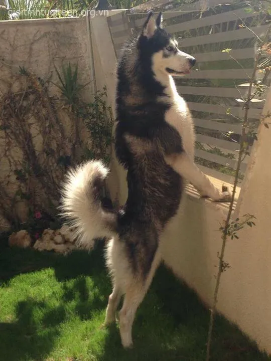 Ảnh vui boss lạnh nằm lười, mặt triết lý như hiểu đời