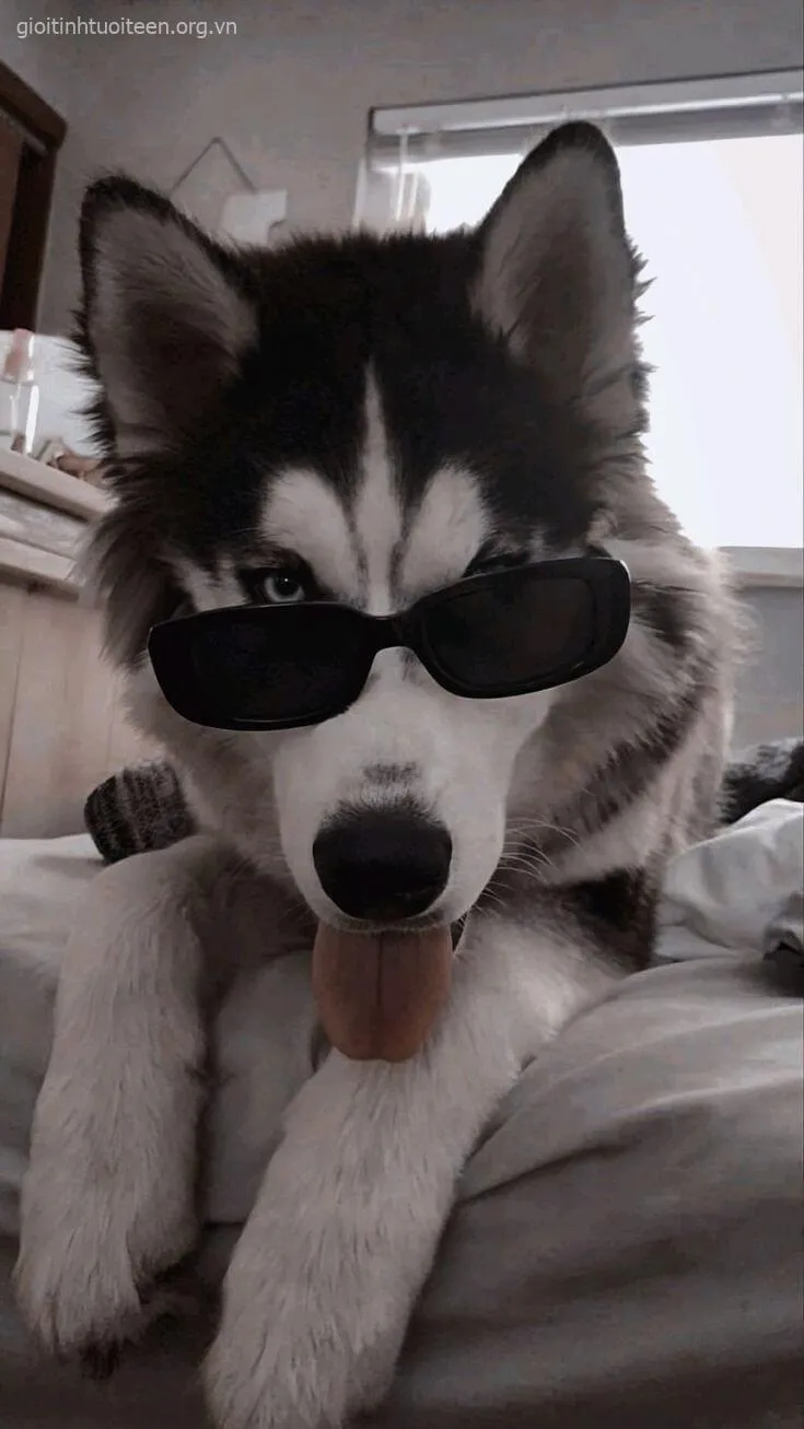 Meme chế chó Husky trong tình huống “sen coi lại mình đi”