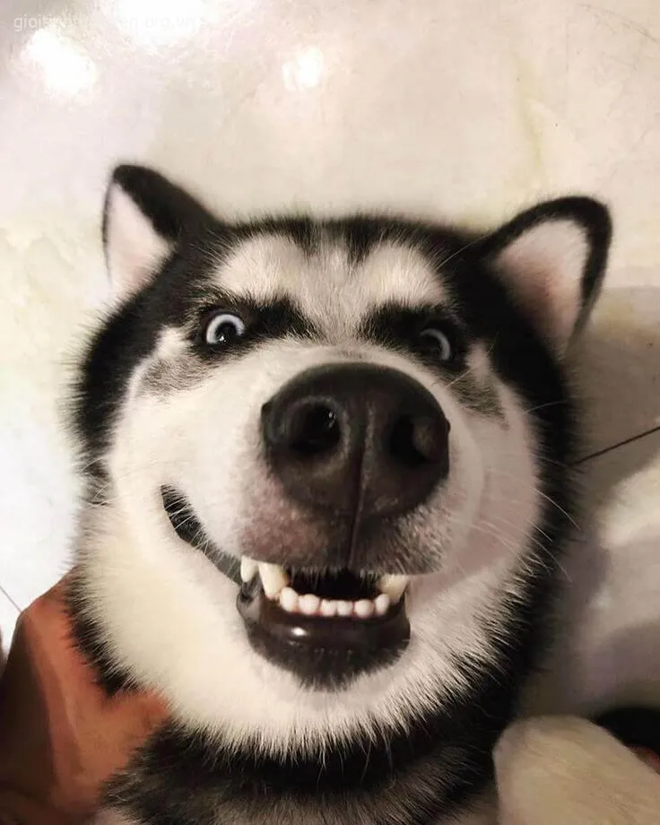 Meme Husky troll bá đạo, khuôn mặt hề hước khó đỡ.