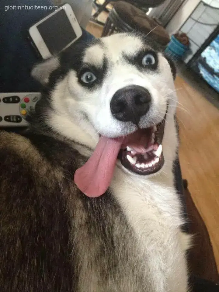 Avatar Husky đáng yêu, hợp để dùng làm profile hài.