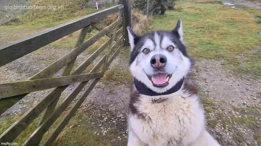 Hình ảnh chó Husky tinh nghịch, tạo cảm giác vui vẻ.