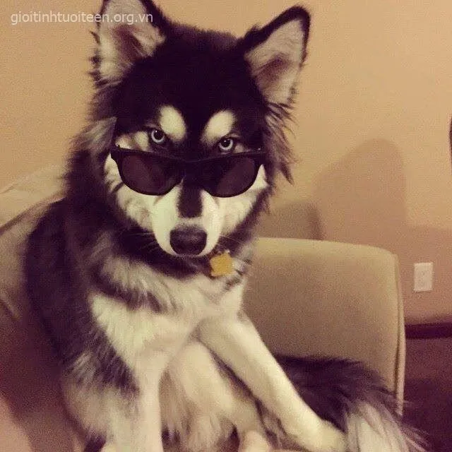 Ảnh vui boss lạnh lười biếng, mặt triết lý nhìn xa xăm