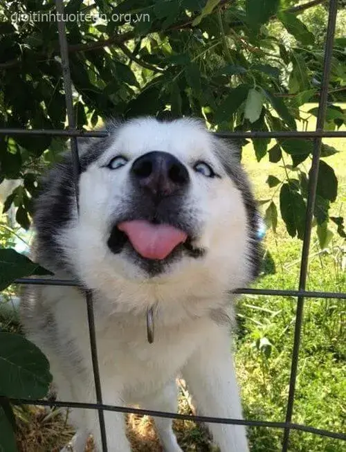 Ảnh vui boss ngáo phản ứng kiểu “không liên quan tui”