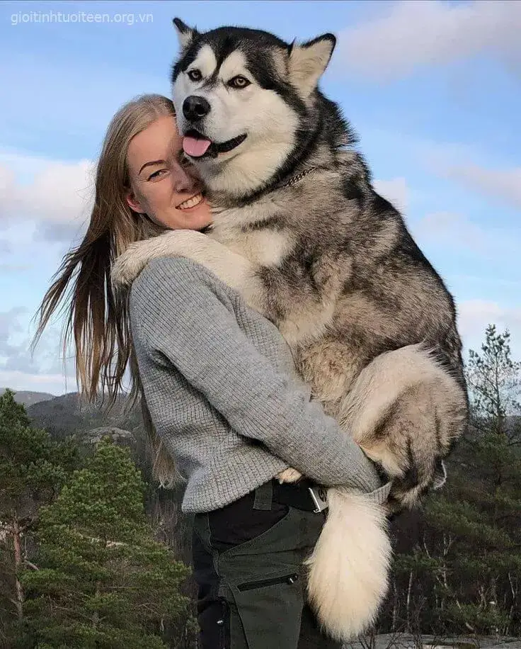 Ảnh vui boss ngáo biểu cảm kiểu triết lý về cuộc đời