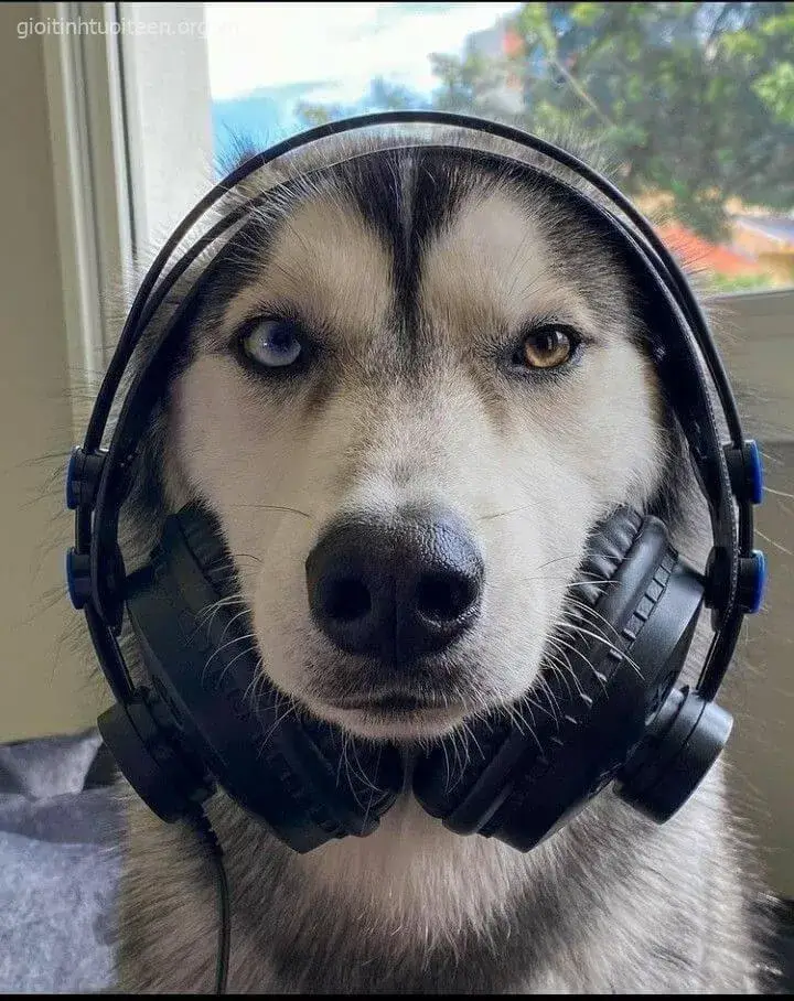 Hình troll chó Husky khi ăn vụng bị bắt quả tang tại trận